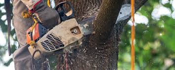 Professional Tree Care Services in North Shore, VA