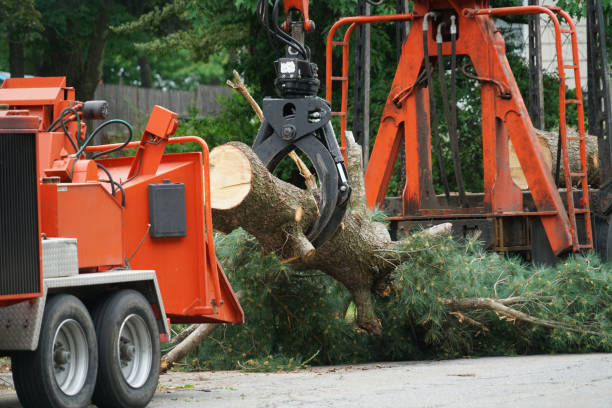 How Our Tree Care Process Works  in  North Shore, VA